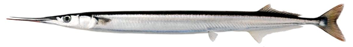 Belone svetovidovi_04